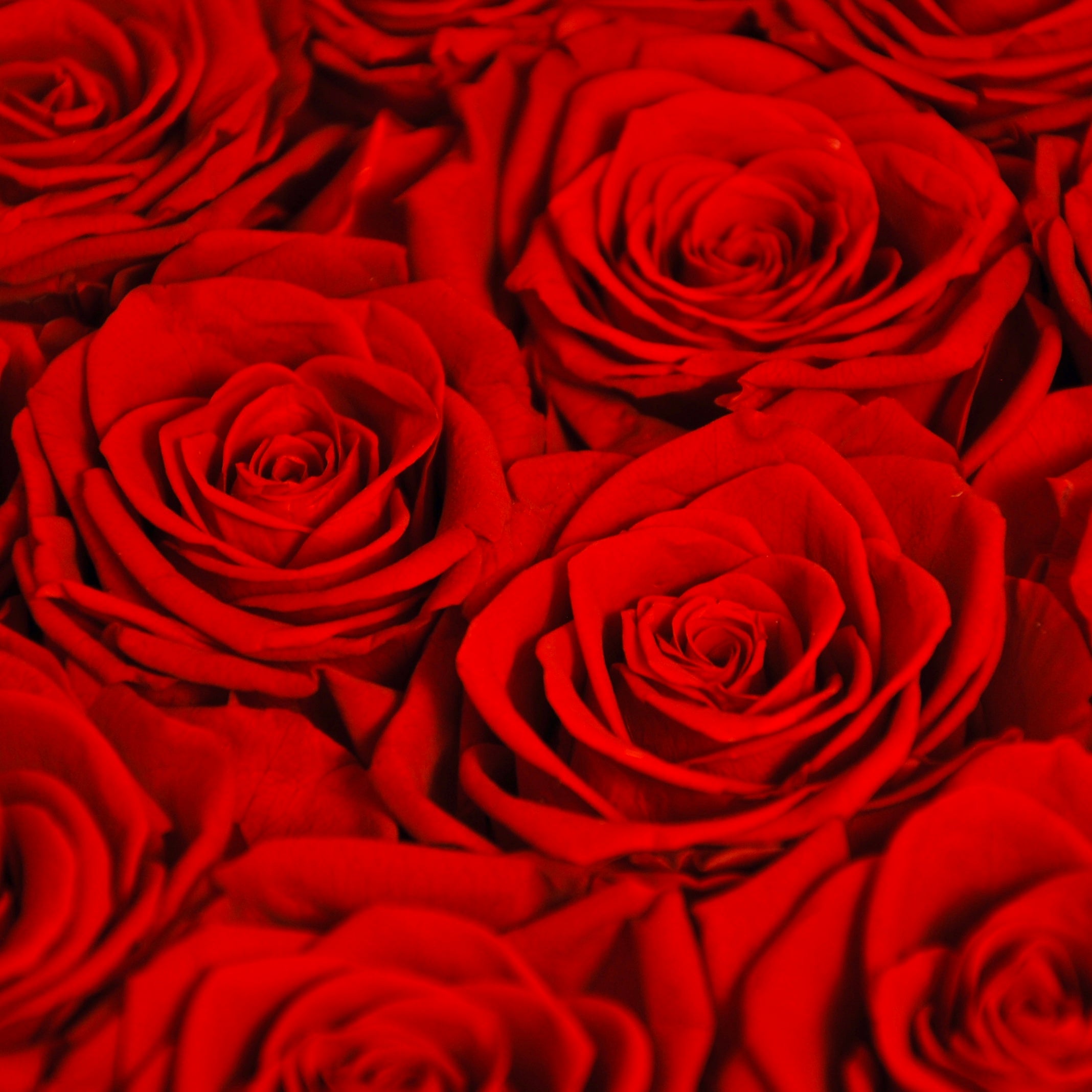 Small Round · 12 Red Roses